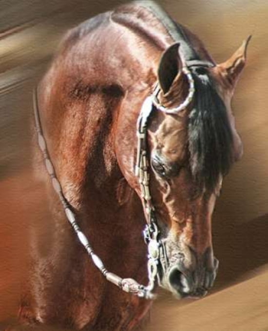 Western Bay Canvas Art - Kari Brooks (24 x 30)