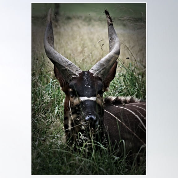 Western Bongo Poster Wall Art, Modern Wall Decor For Living Room Bedroom, 12x18 UNFRAMED
