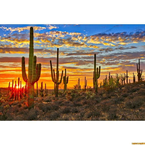 Western Desert Sce Photography Backdrop Dusk Desert Cactus Mountain Shrub Hillside Natural Landscape Portrait Photo Background