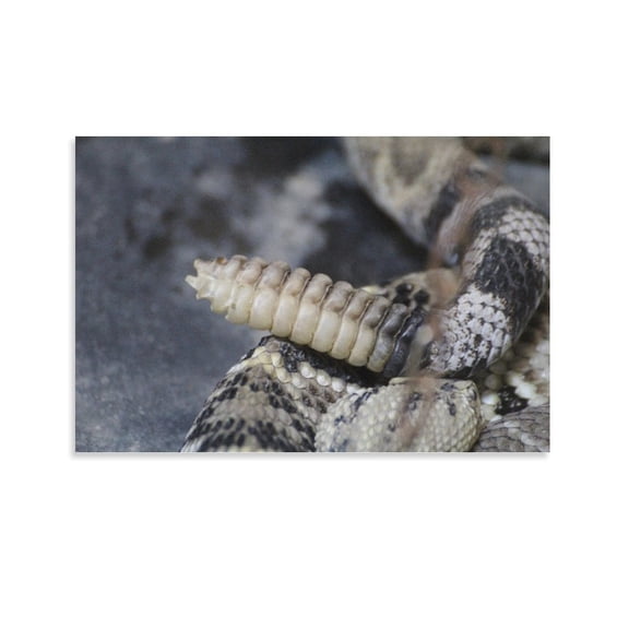 Western Diamondback Rattlesnake Canvas Art Poster And Wall Art Picture Print Modern Family Bedroom Decor Posters,Unframe-style,08x12inch(20x30cm)