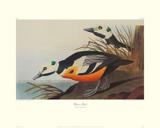 Western Duck (decorative border) Canvas Art - John James Audubon (24 x 30)