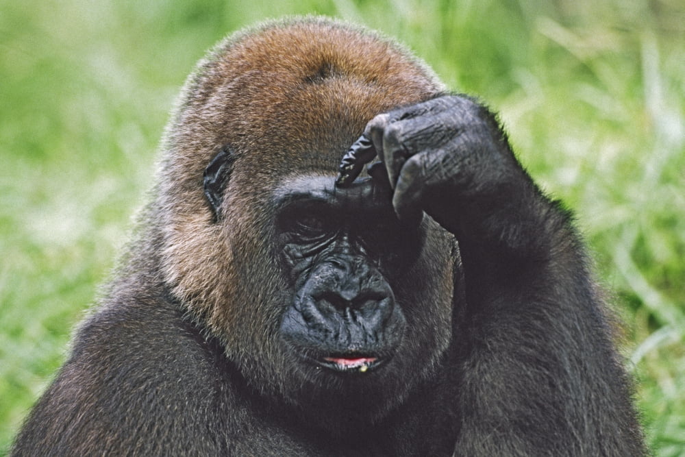 Western Gorilla Portrait With Finger On Brow As If Thinking Africa Canvas Art - David Ponton Design Pics (38 x 24)