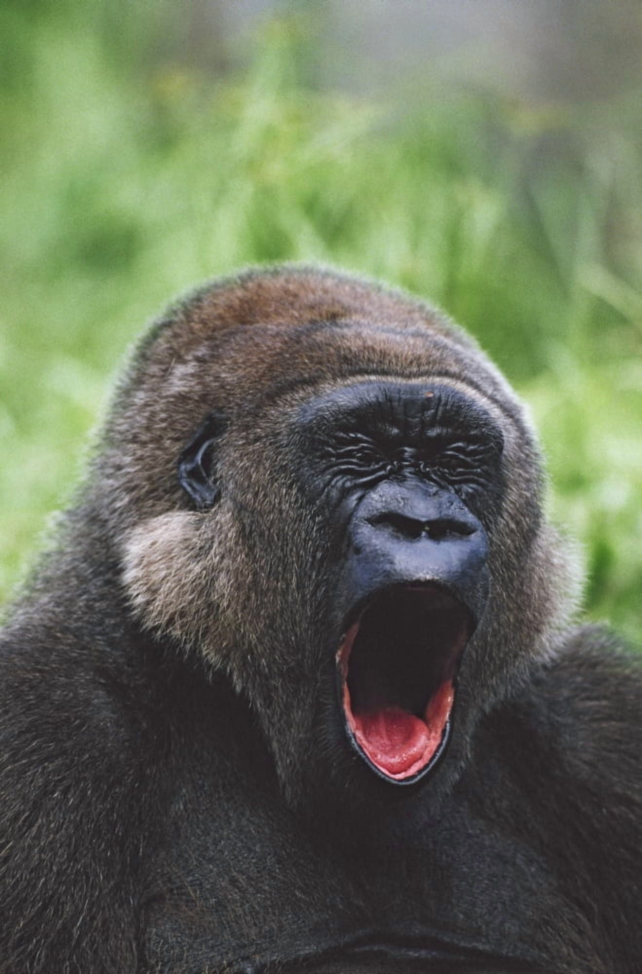 Western Gorilla Yawning Africa Canvas Art - David Ponton Design Pics (12 x 19)