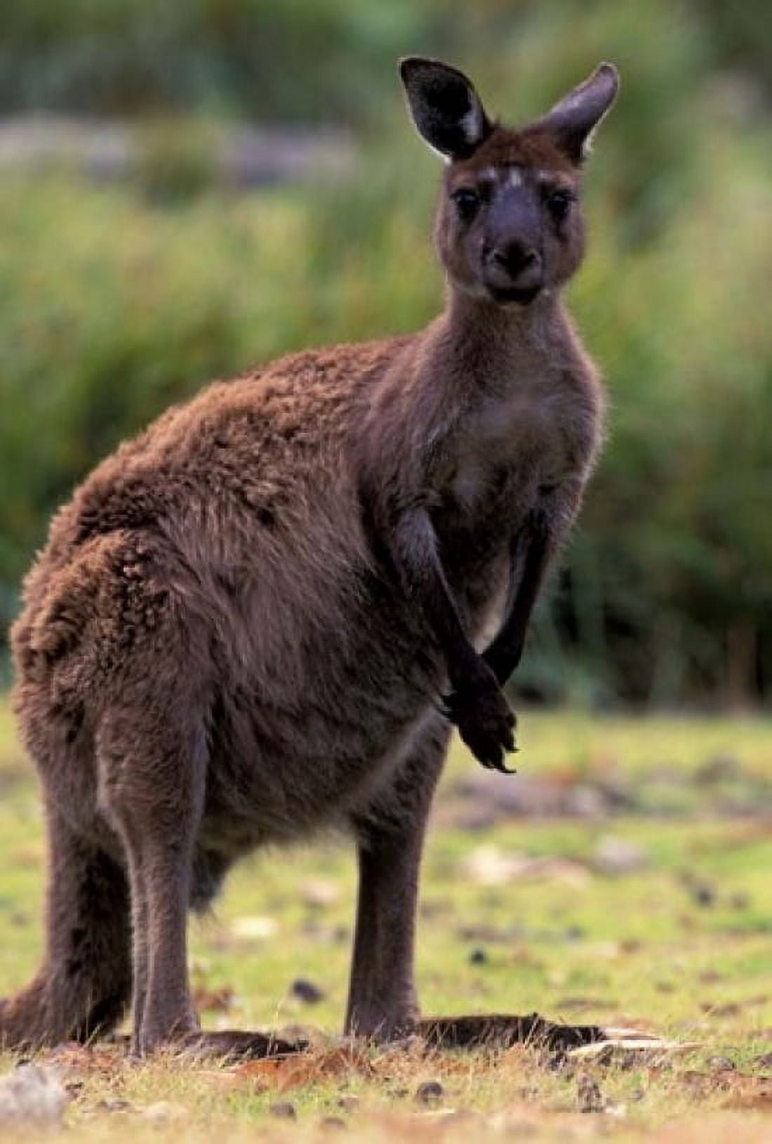 Western Grey Kangaroo in its Brown Phase Australia Canvas Art - Art Wolfe DanitaDelimont (18 x 26)