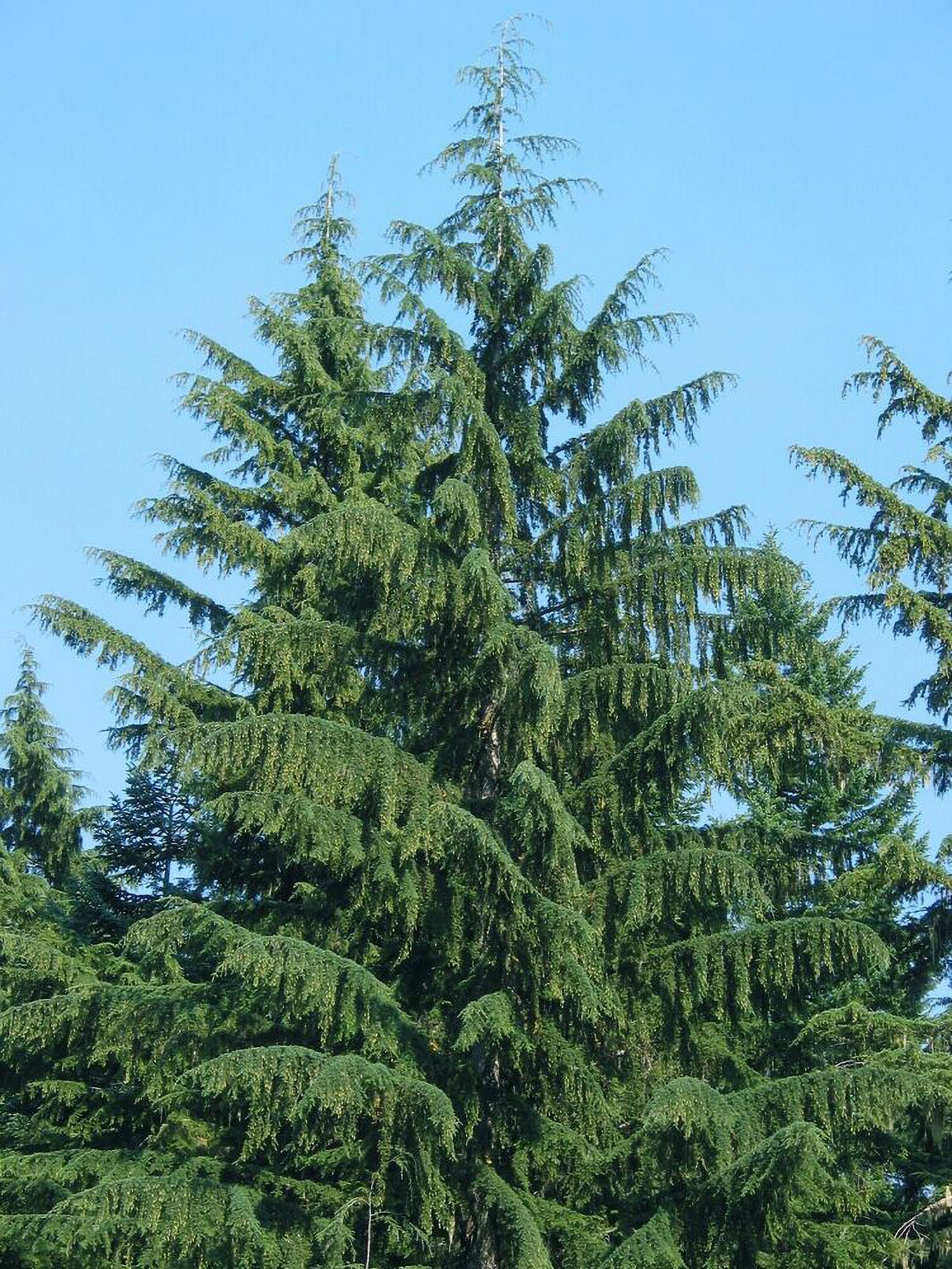Western Hemlock Trees 1824" 3 Live Trees