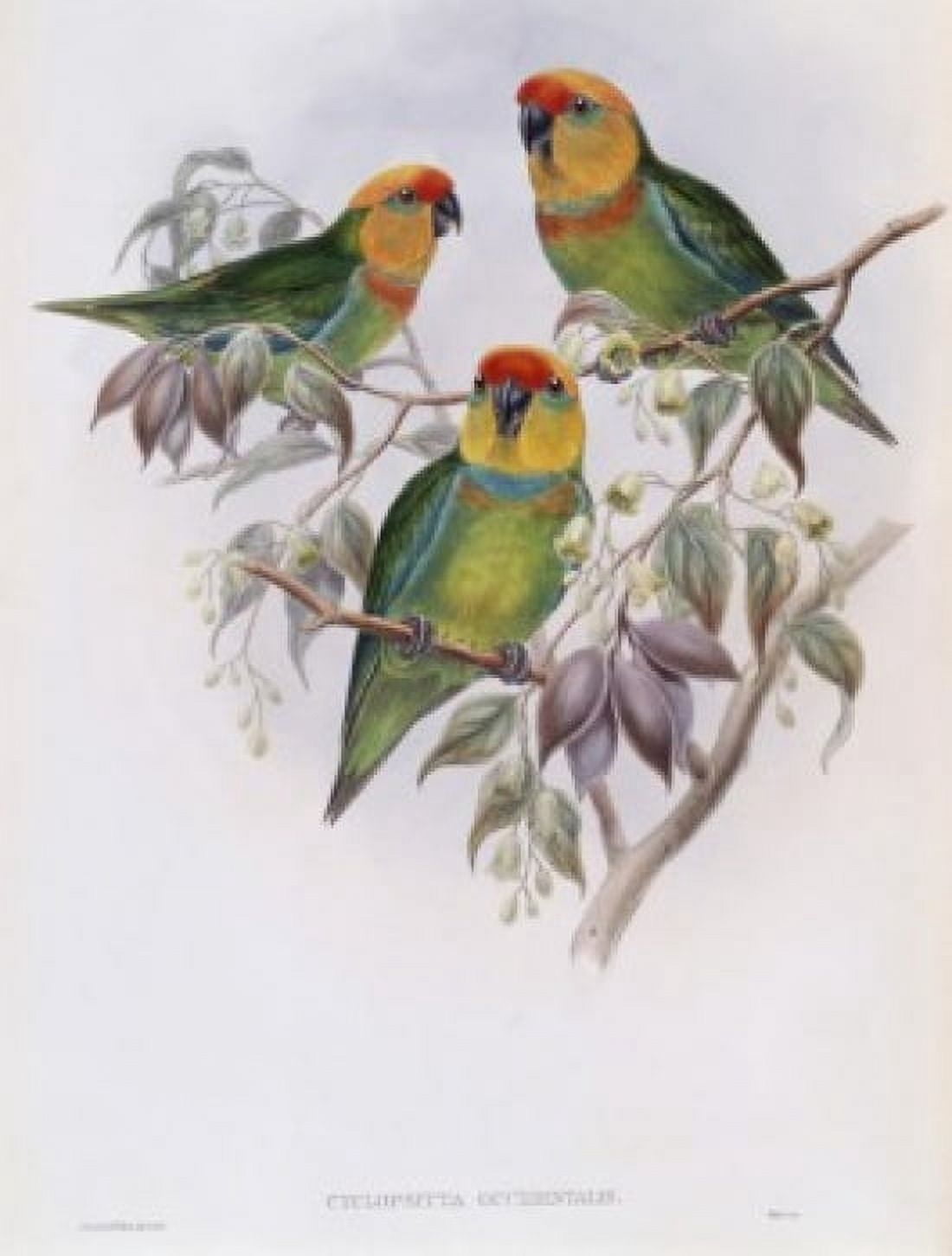 Western Perroquet John Gould (1804-1881 British) Canvas Art - John Gould (18 x 24)