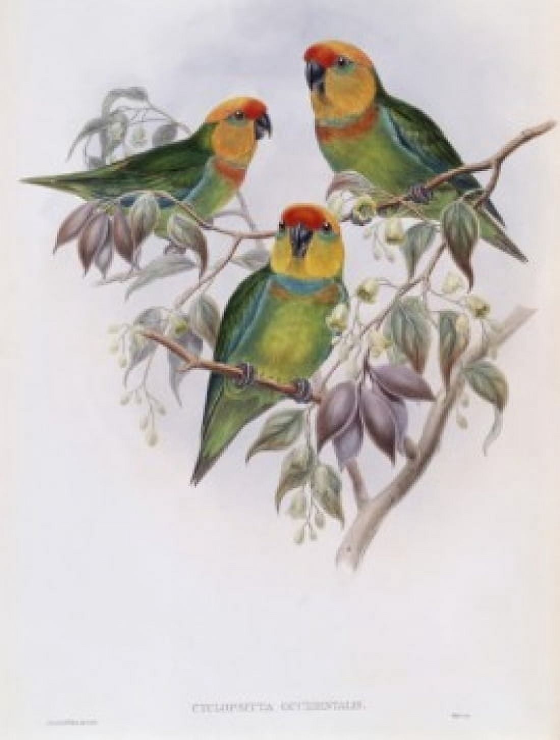 Western Perroquet John Gould (1804-1881 British) Canvas Art - John Gould (24 x 36)