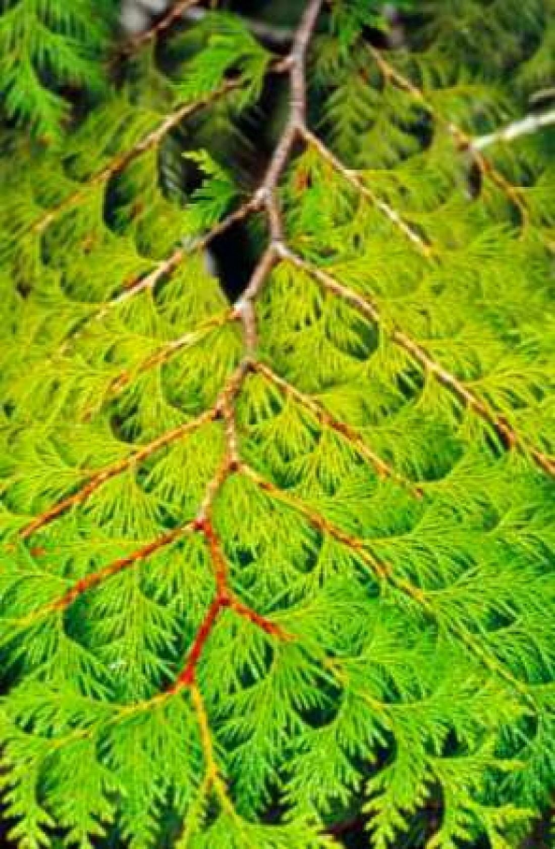 Western Red Cedar Canvas Art - Bob Stefko (24 x 36)