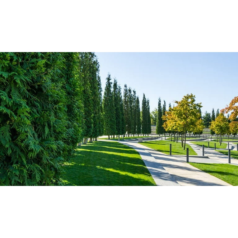 CZ Grain 50 Western Red Cedar Tree Plant Seeds, Fast Growing Evergreen -  Walmart.com