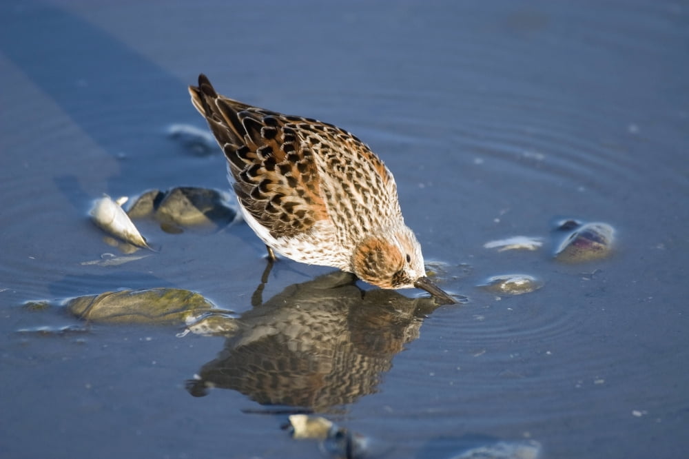 Western Sandpiper Feeding Hartney Bay Cordova Alaska Southcentral Summer Canvas Art - Jim Kohl Design Pics (19 x 12)