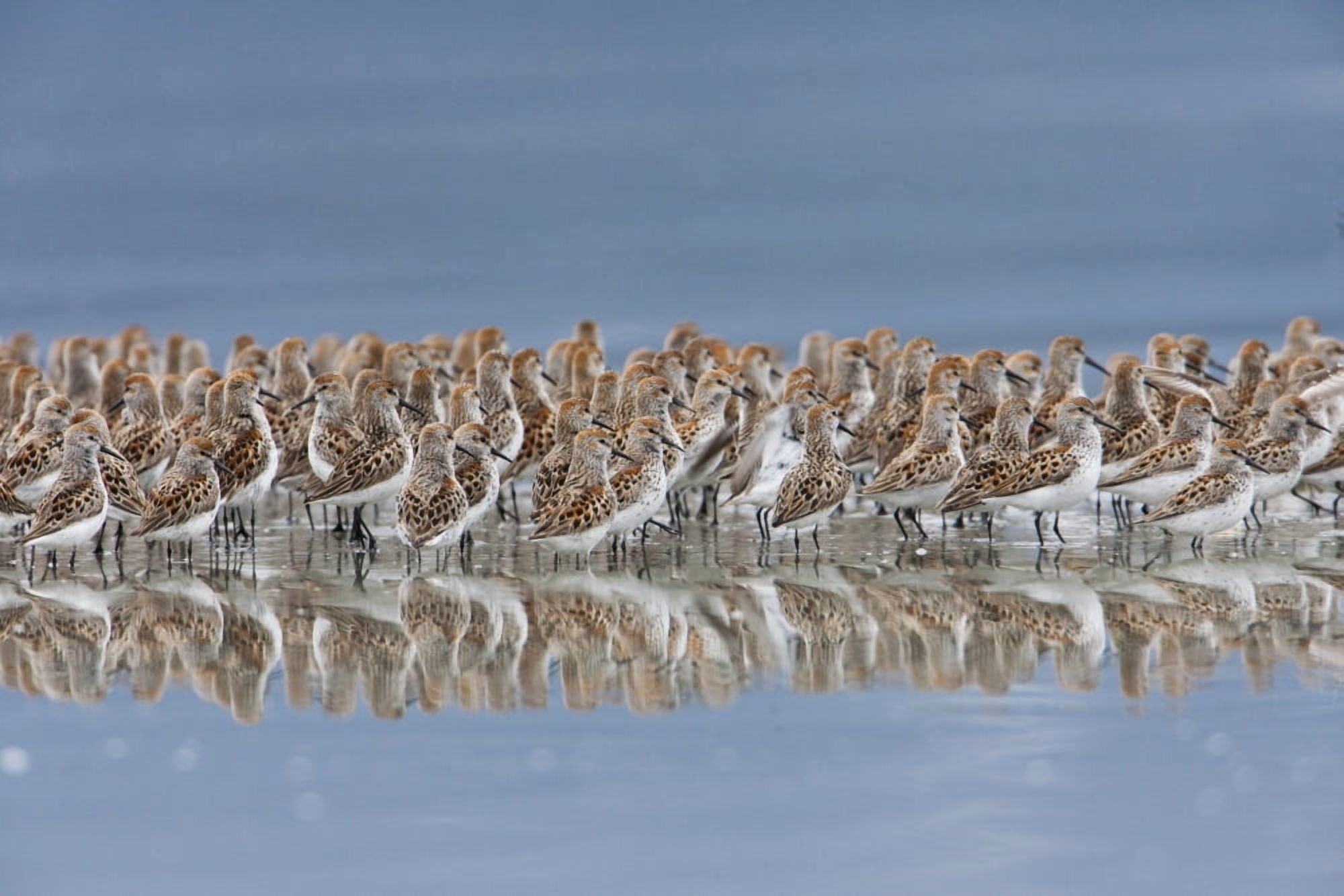 Western Sandpiper Flock Reflected In The Waters Of Hartney Bay Near Cordova During The Copper River Delta Shorebird Festival Southcentral Alaska Spring Canvas Art - Milo Burcham Design Pics (19 x 12)