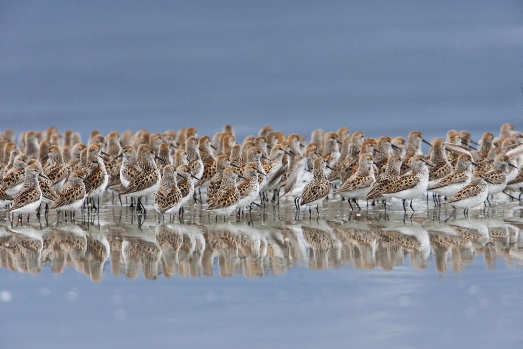 Western Sandpiper Flock Reflected In The Waters Of Hartney Bay Near Cordova During The Copper River Delta Shorebird Festival Southcentral Alaska Spring Canvas Art - Milo Burcham Design Pics (38 x 24)