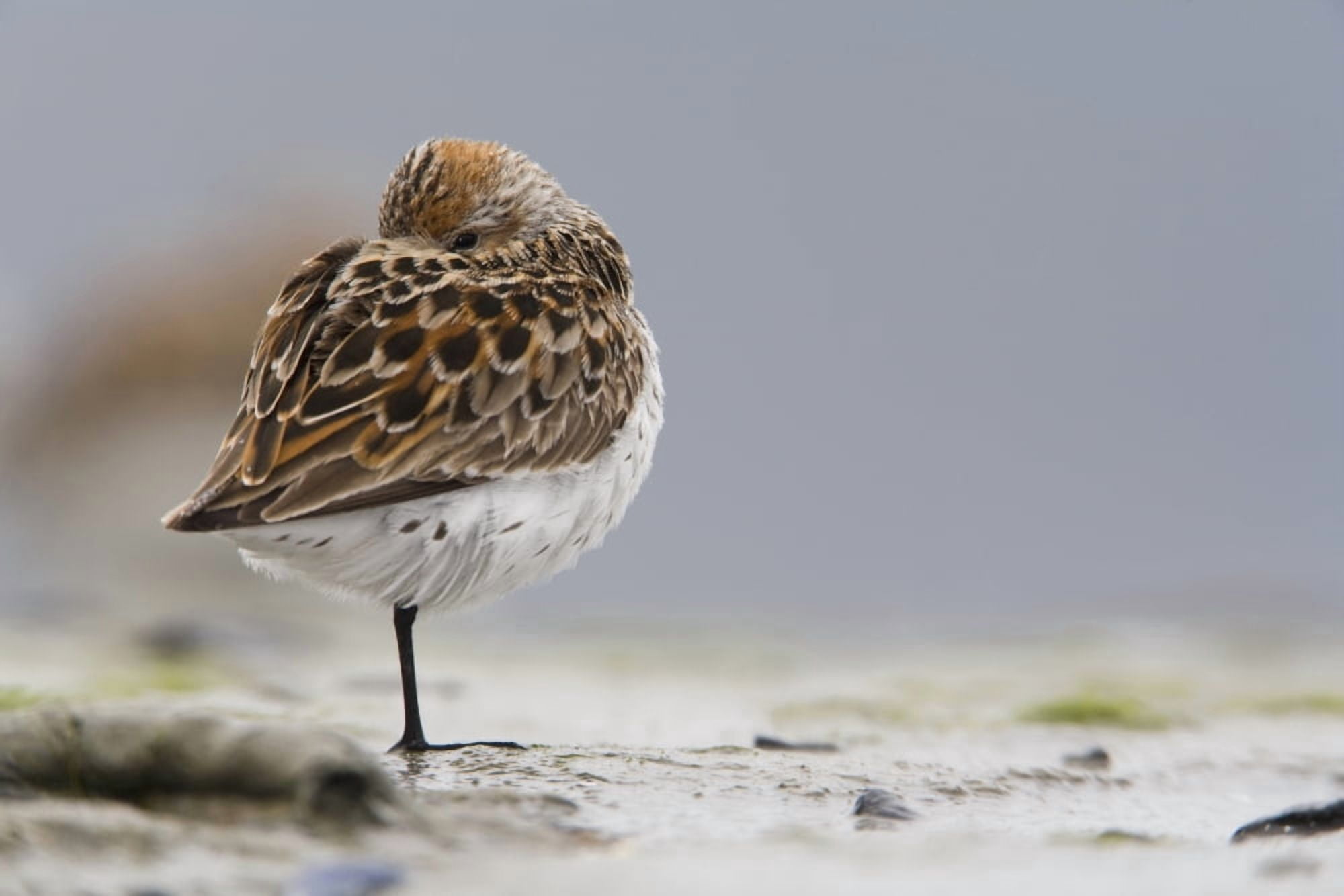 Western Sandpiper Roosting On Mud Flats Of Hartney Bay During Spring Migration Copper River Delta Southcentral Alaska Canvas Art - Milo Burcham Design Pics (19 x 12)