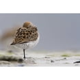 thumbnail image 1 of Western Sandpiper Roosting On Mud Flats Of Hartney Bay During Spring Migration, 1 of 3