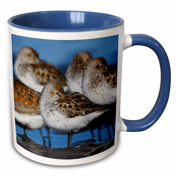 3drose, Western Sandpipers and Dunlin Resting, 11oz Two-tone Blue Mug