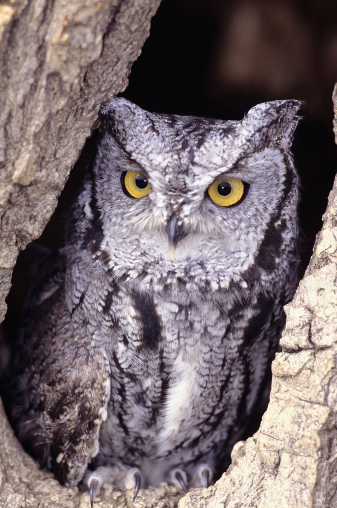 Western Screech Owl (Otus Kennicottii) in hollow Cottonwood tree Canvas Art - John Hyde Design Pics (11 x 17)