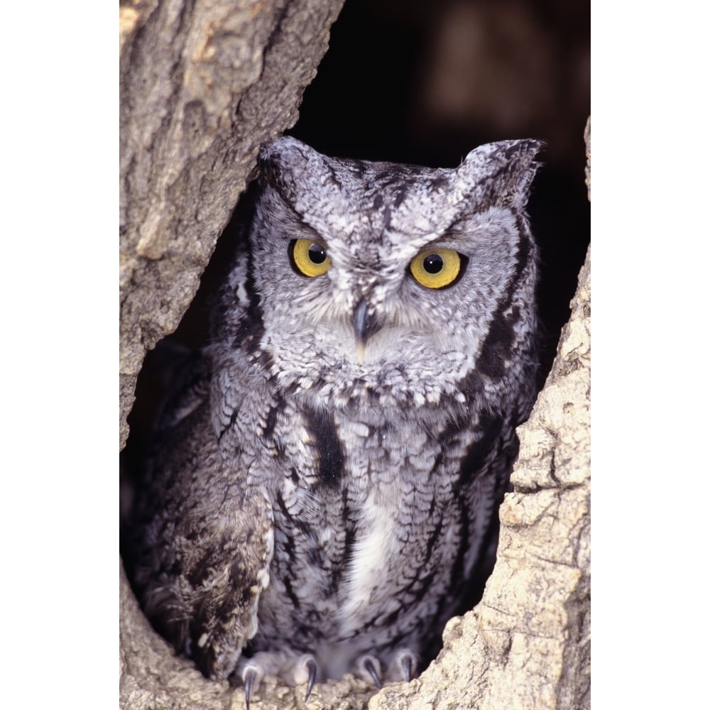 Western Screech Owl in hollow Cottonwood tree Poster Print - Walmart.com