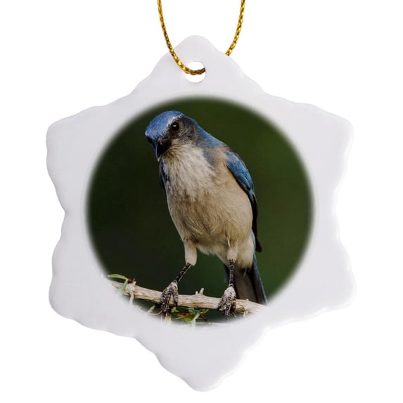 3drose, Western Scrub-jay Bird, Hill Country, Texas - Na02 Rnu0309 - Rolf Nussbaumer, 3 inch Snowflake Porcelain Ornament