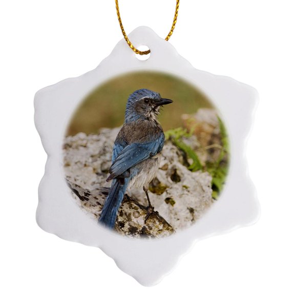 Western Scrub-Jay Bird, Hill Country, Texas - Na02 Rnu0841 - Rolf Nussbaumer, 3 inch Snowflake Porcelain Ornament