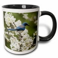 thumbnail image 1 of 3drose, Western Scrub Jay in a Mexican Plum Tree, Hill Country, Texas, 11oz Two-tone Black Mug, 1 of 6
