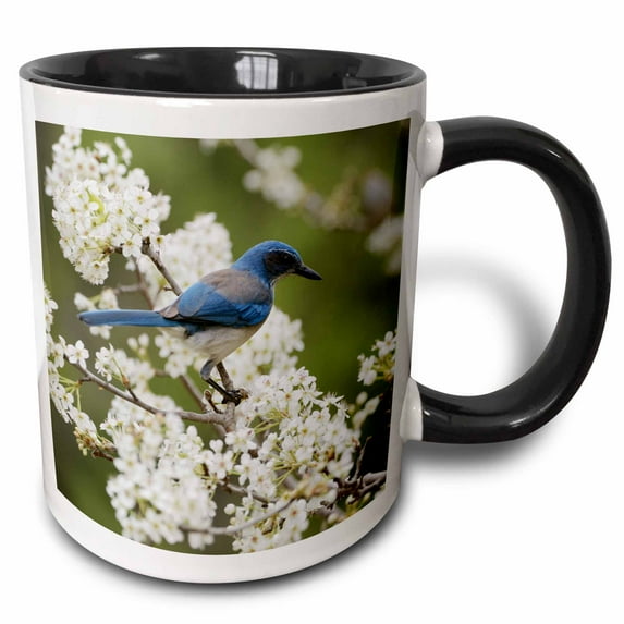 3drose, Western Scrub Jay in a Mexican Plum Tree, Hill Country, Texas, 11oz Two-tone Black Mug