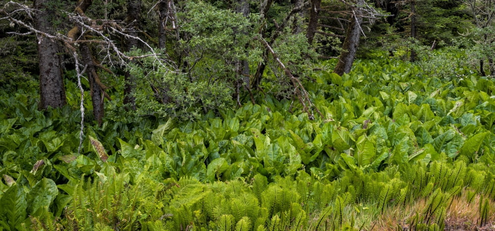 Western Skunk Cabbages (Lysichiton americanus) and Horsetail plant in a forest Oregon USA Canvas Art - Panoramic Images (27 x 9)