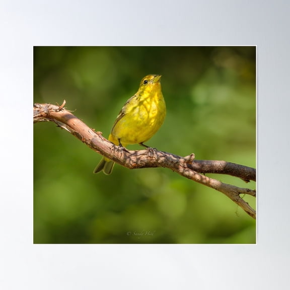 Western Tanager (Female) Poster Wall Art, Modern Wall Decor For Living Room Bedroom, 8x12 UNFRAMED
