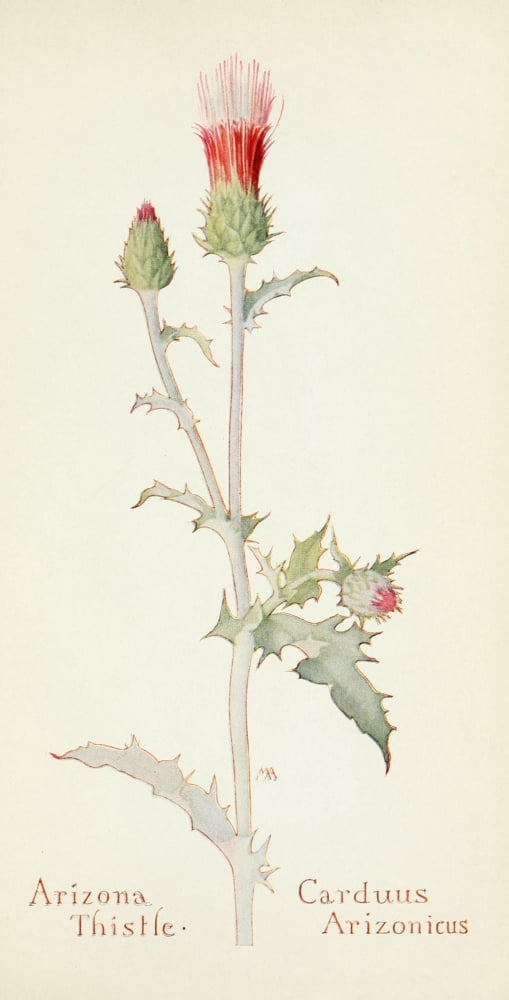 Western Wild Flowers 1915 Arizona Thistle Canvas Art - M Armstrong (18 x 24)