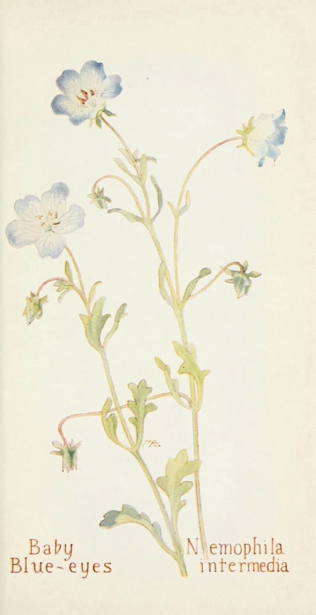 Western Wild Flowers 1915 Baby Blue-eyes Canvas Art - M Armstrong (18 x 24)
