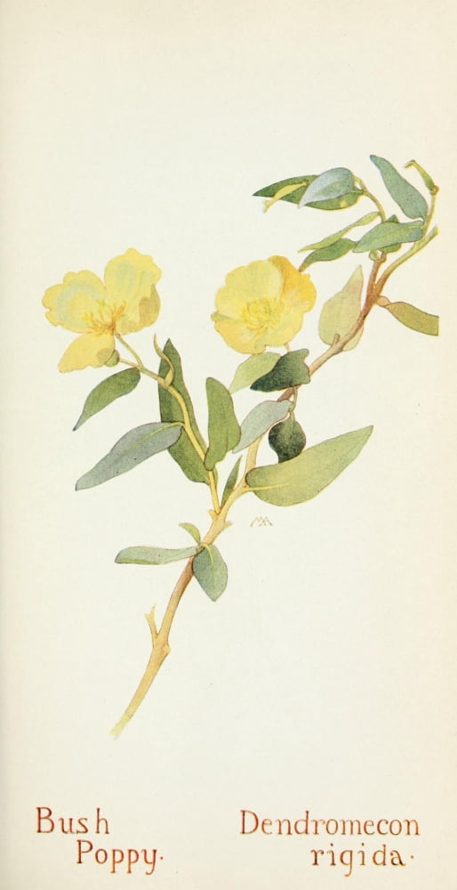 Western Wild Flowers 1915 Bush Poppy Canvas Art - M Armstrong (18 x 24)