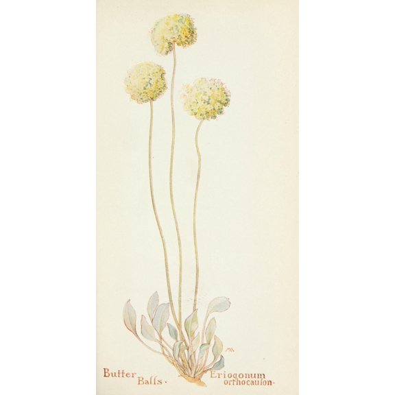 Western Wild Flowers 1915 Butter Balls Canvas Art - M Armstrong (18 x 24)