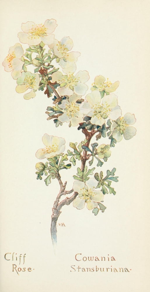 Western Wild Flowers 1915 Cliff Rose Canvas Art - M Armstrong (18 x 24)