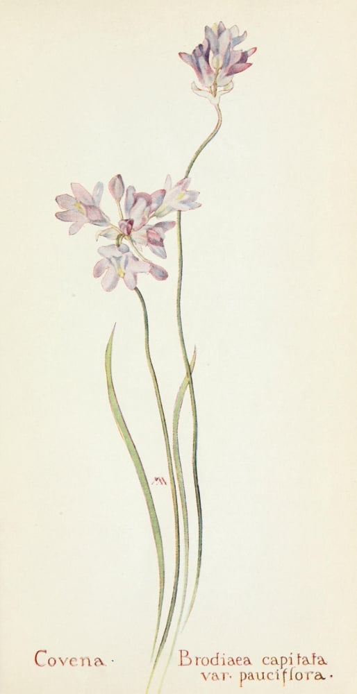 Western Wild Flowers 1915 Covena Canvas Art - M Armstrong (18 x 24)