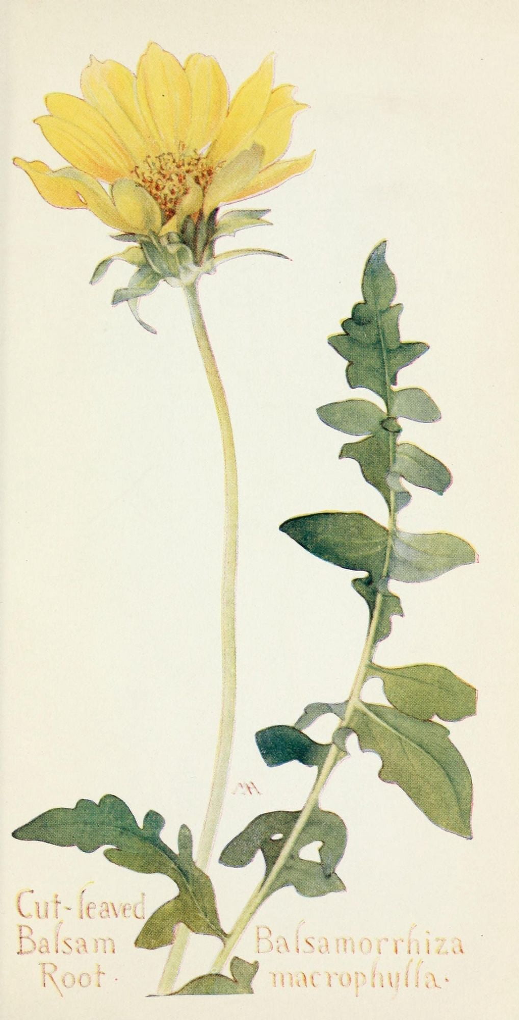 Western Wild Flowers 1915 Cut-leaved Balsam Root Canvas Art - M Armstrong (18 x 24)