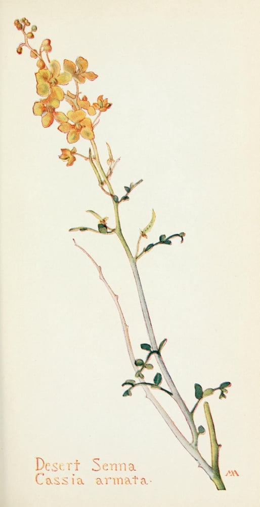 Western Wild Flowers 1915 Desert Senna Canvas Art - M Armstrong (18 x 24)