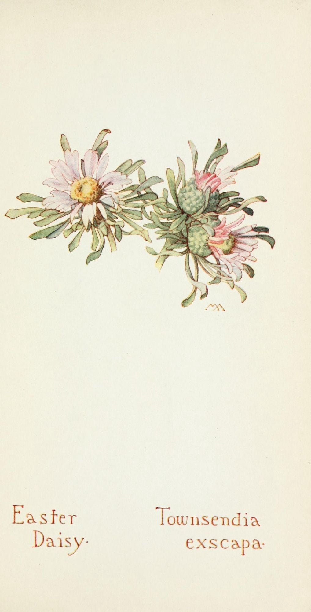 Western Wild Flowers 1915 Easter Daisy Canvas Art - M Armstrong (18 x 24)