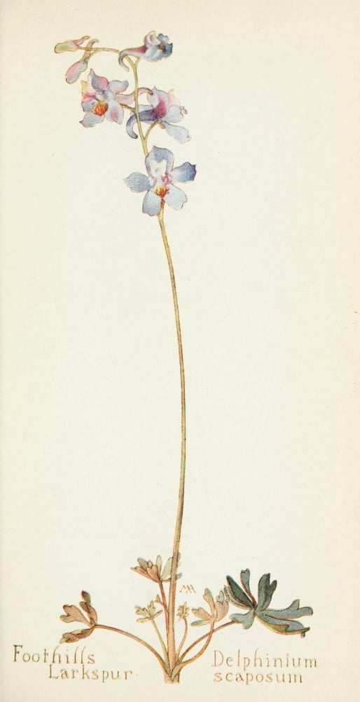 Western Wild Flowers 1915 Foothills Larkspur Canvas Art - M Armstrong (18 x 24)