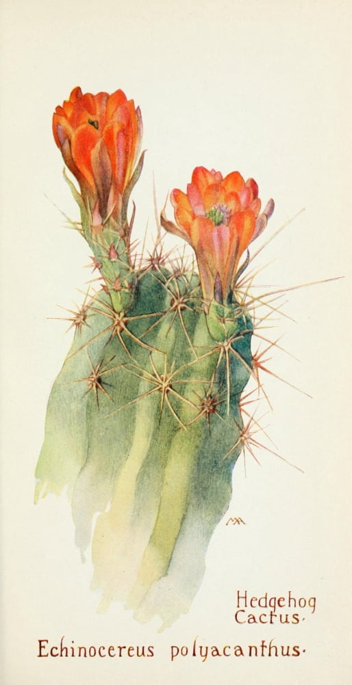 Western Wild Flowers 1915 Hedgehog Cactus Canvas Art - M Armstrong (18 x 24)