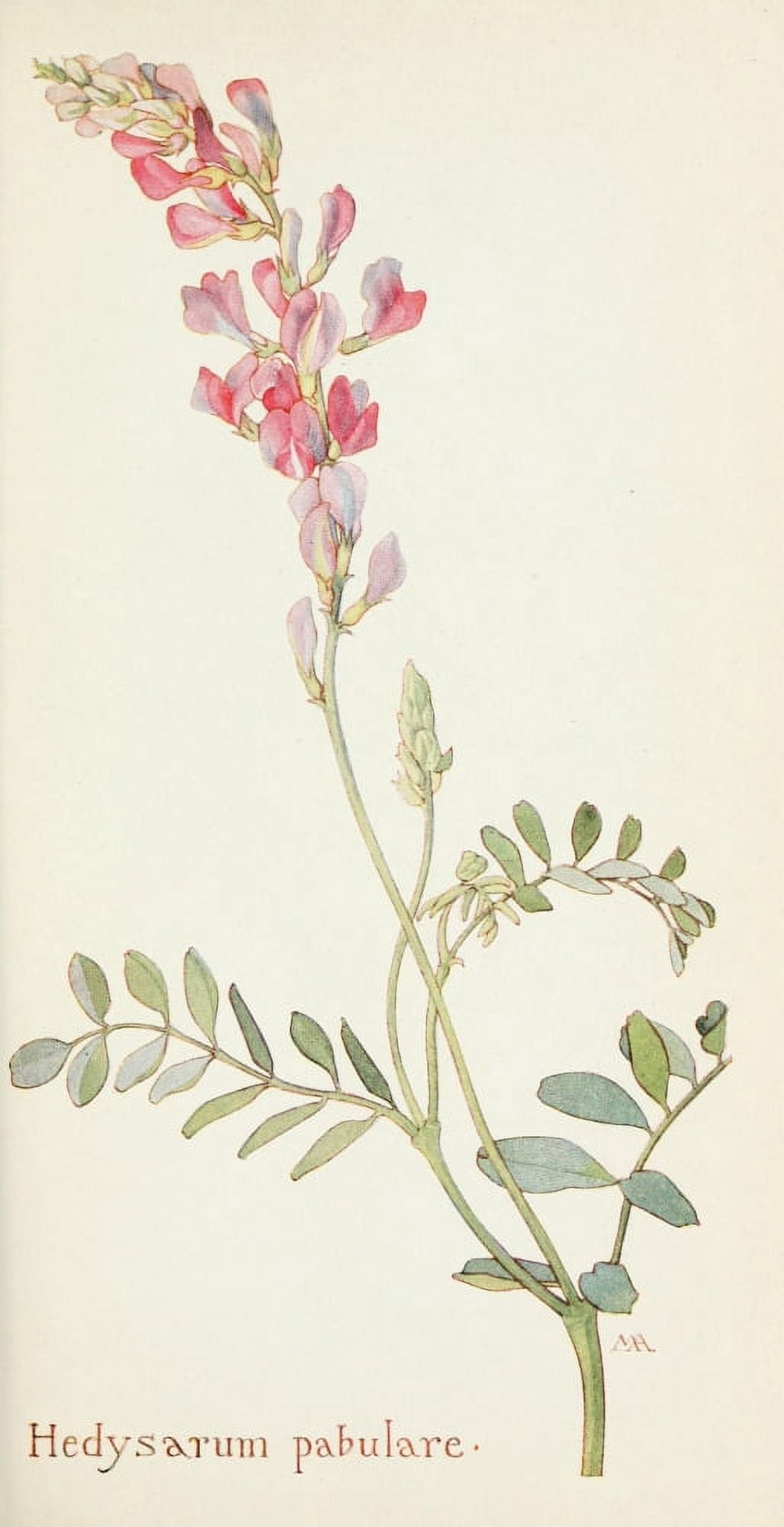 Western Wild Flowers 1915 Hedysarum Pabulare Canvas Art - M Armstrong (18 x 24)