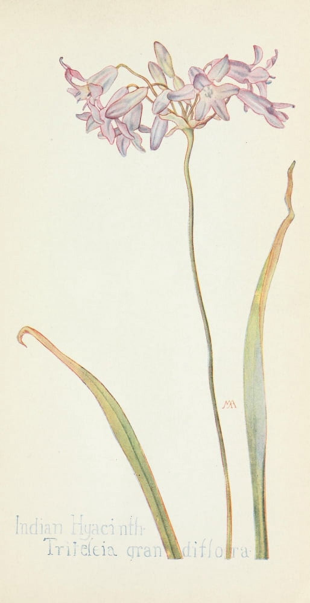 Western Wild Flowers 1915 Indian Hyacinth Canvas Art - M Armstrong (18 x 24)