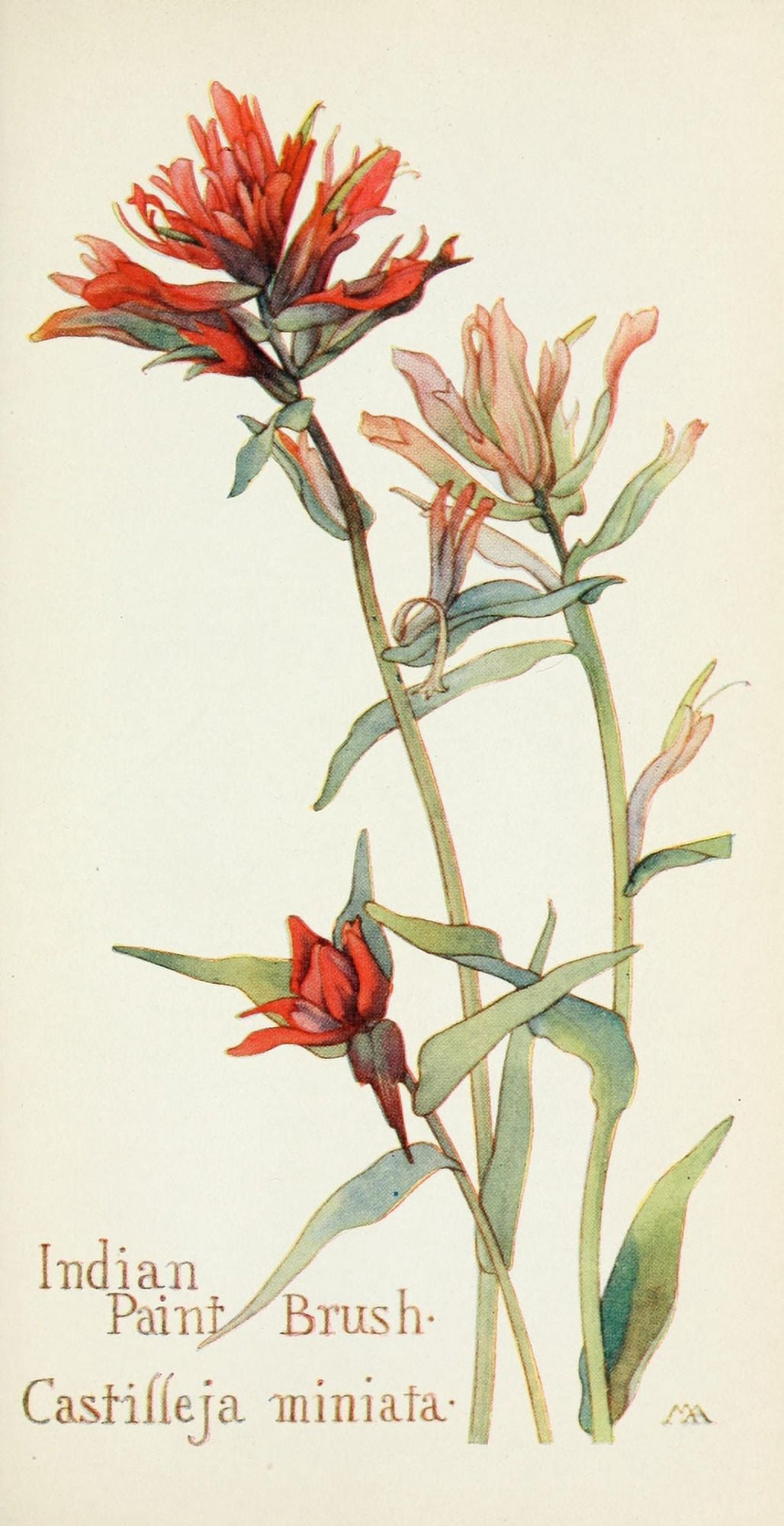 Western Wild Flowers 1915 Indian Paintbrush Canvas Art - M Armstrong (18 x 24)