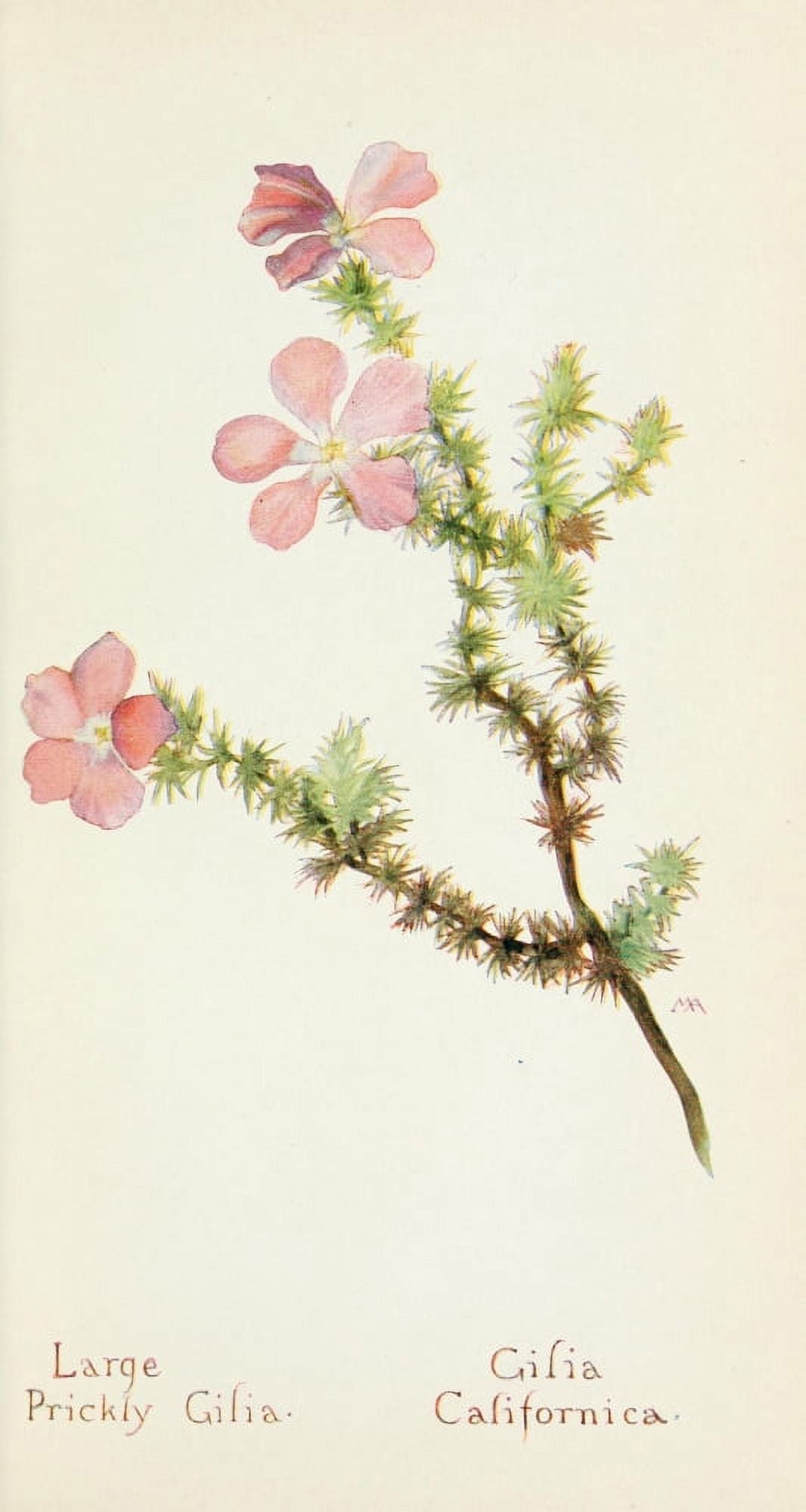 Western Wild Flowers 1915 Large Prickly Gilia Canvas Art - M Armstrong (18 x 24)