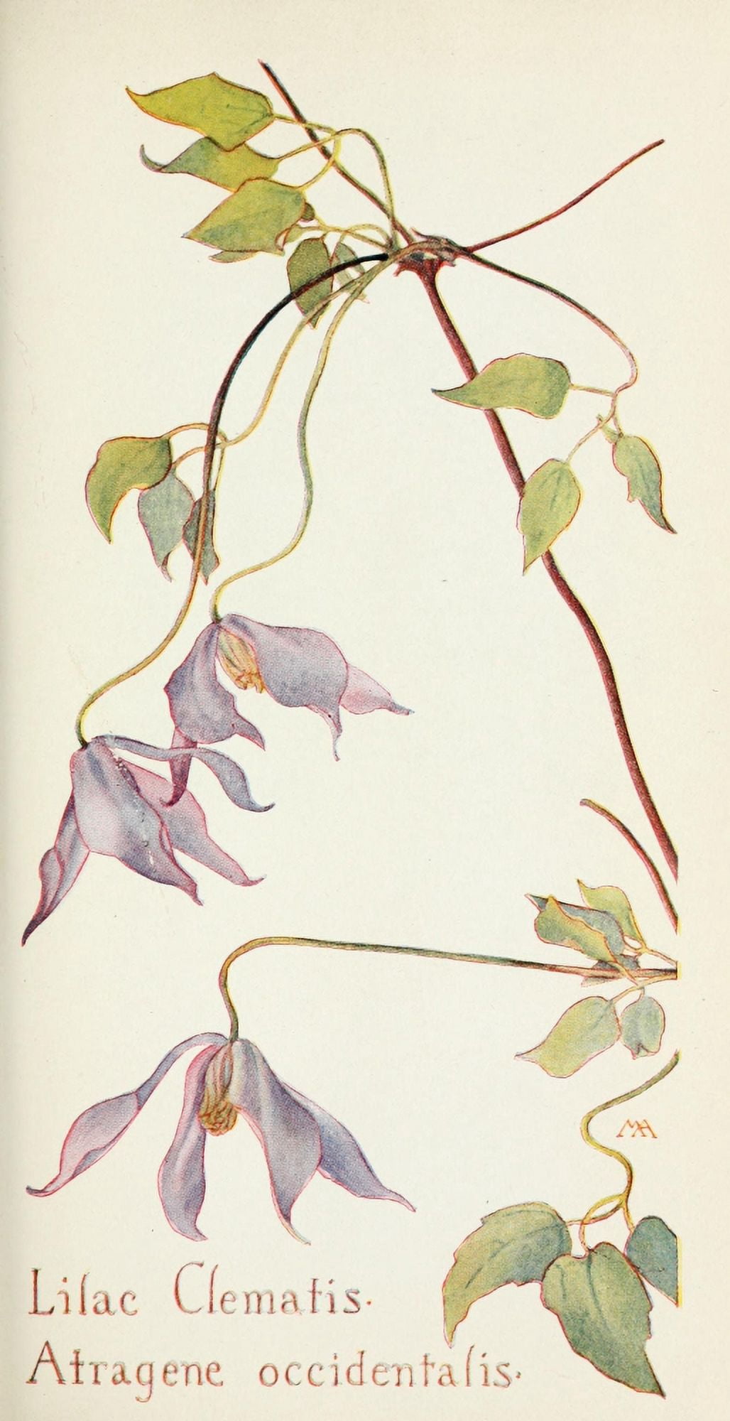 Western Wild Flowers 1915 Lilac Clematis Canvas Art - M Armstrong (18 x 24)