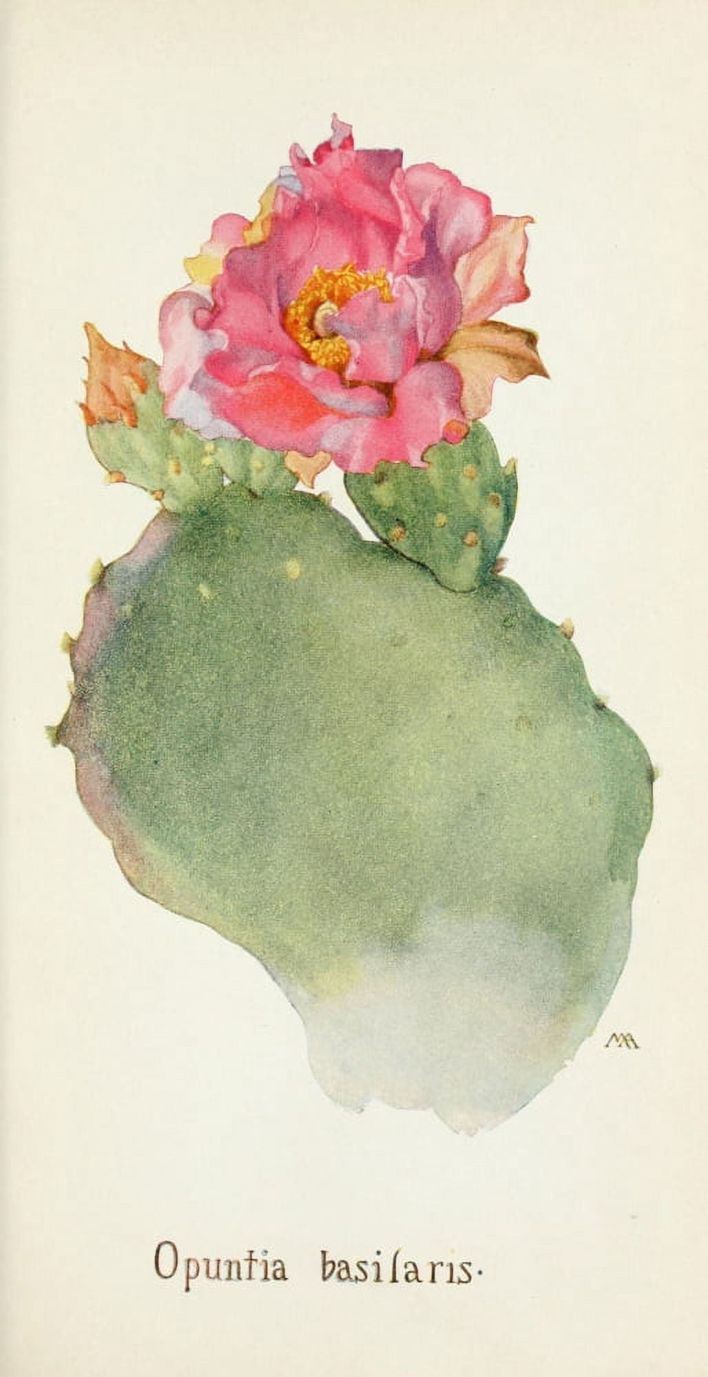 Western Wild Flowers 1915 Opuntia (Cactus) Canvas Art - M Armstrong (18 x 24)