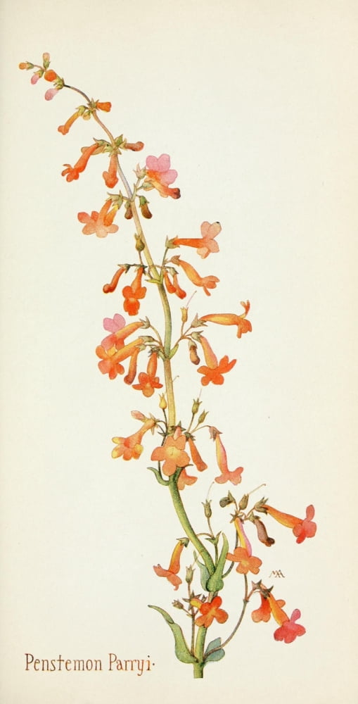 Western Wild Flowers 1915 Penstemon Parryi Canvas Art - M Armstrong (18 x 24)