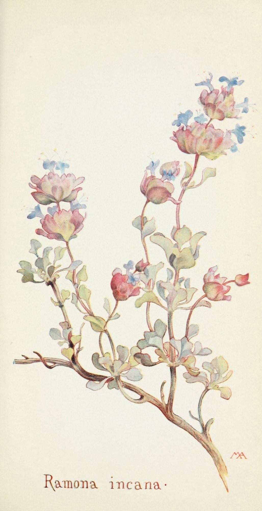 Western Wild Flowers 1915 Ramona Incana Canvas Art - M Armstrong (18 x 24)