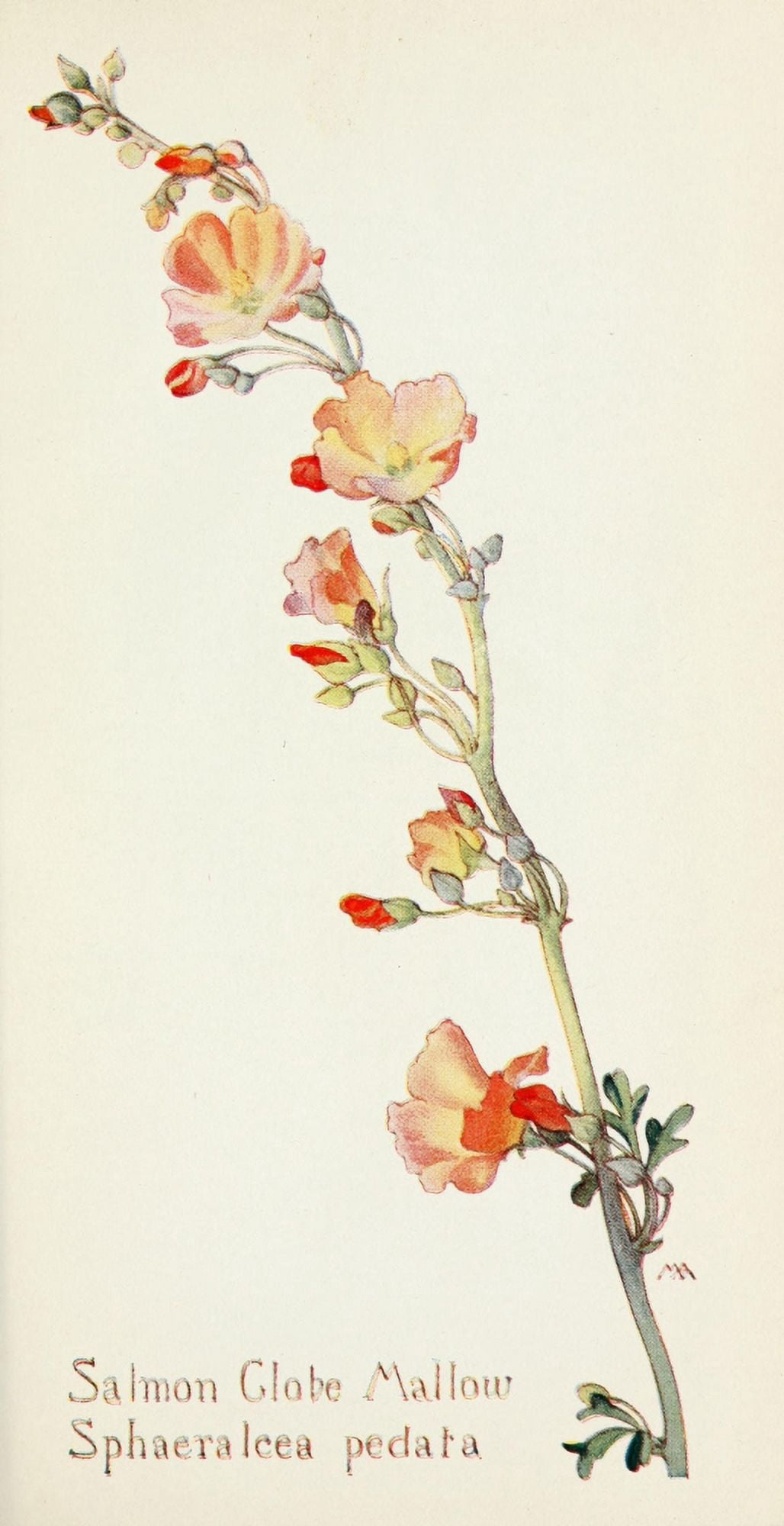 Western Wild Flowers 1915 Salmon Globe Mallow Canvas Art - M Armstrong (18 x 24)