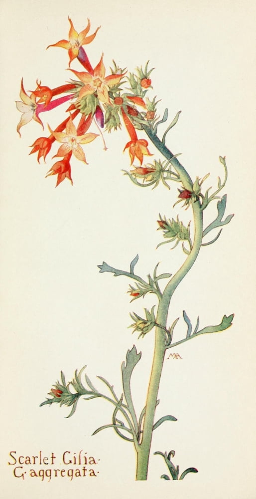 Western Wild Flowers 1915 Scarlet Gilia Canvas Art - M Armstrong (18 x 24)