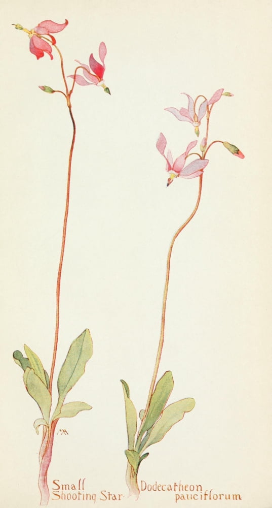 Western Wild Flowers 1915 Small Shooting Star Canvas Art - M Armstrong (18 x 24)