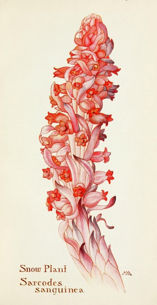 Western Wild Flowers 1915 Snow Plant Canvas Art - M Armstrong (18 x 24)